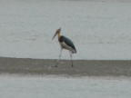 Yellow-necked stork in Port Klang
